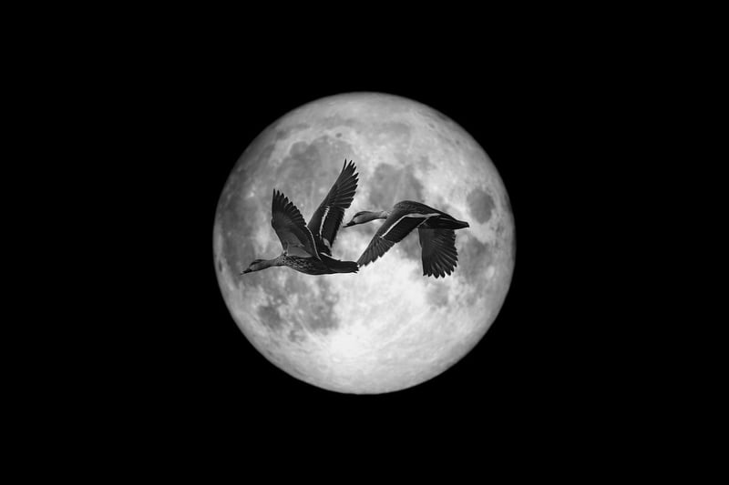 Moonlit Nuptials